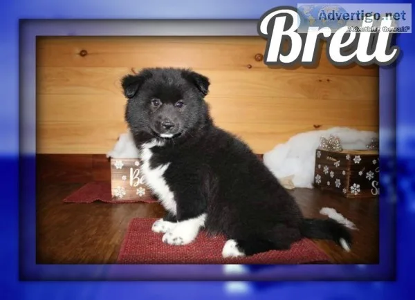 Brett Male Pomsky