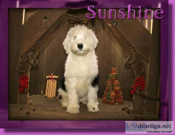 Sunshine Female Sheepadoodle