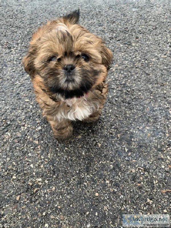 Shi Tzu