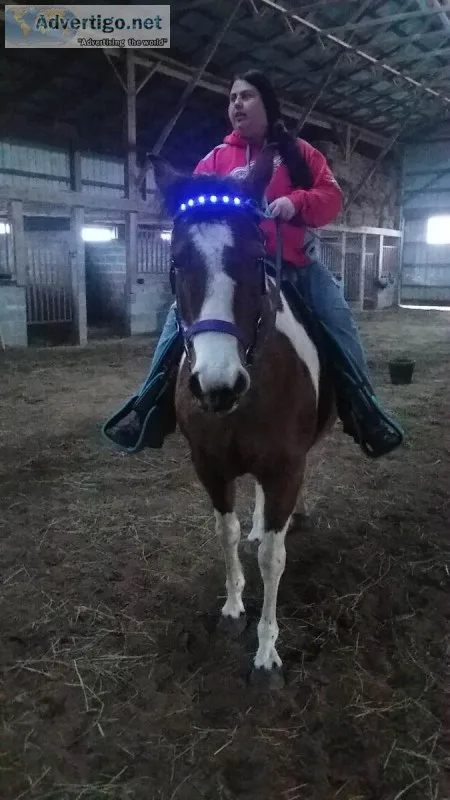 Quarter paint Mare