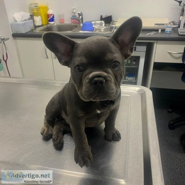 Blue French bulldog puppy for sale at a very affordable price.