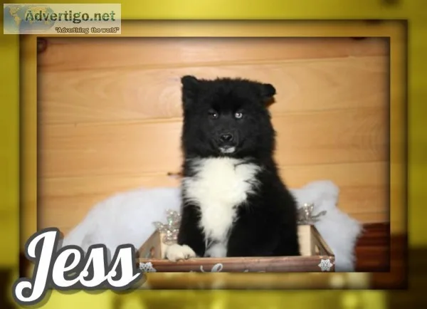 Jess Female Pomsky