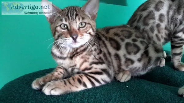 Magnificent Bengal Kittens