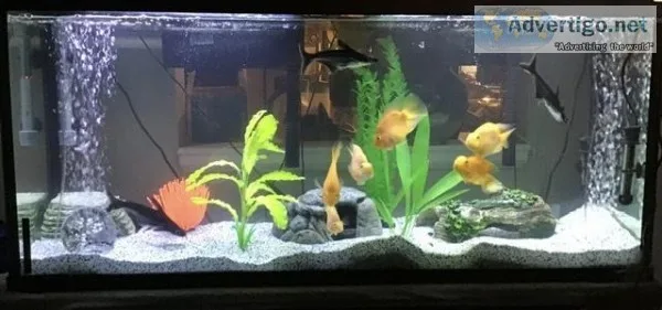 65 Gal. N 55 Gal. Tanks wLrg. Fish