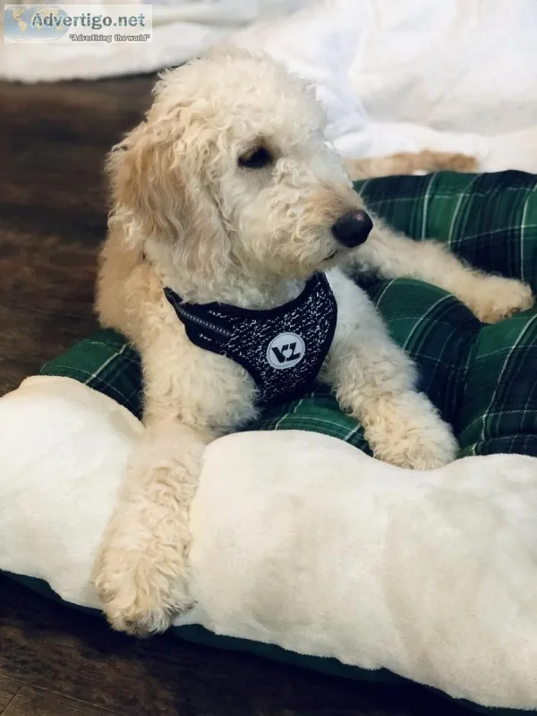 Golden Doodle (6mo.)