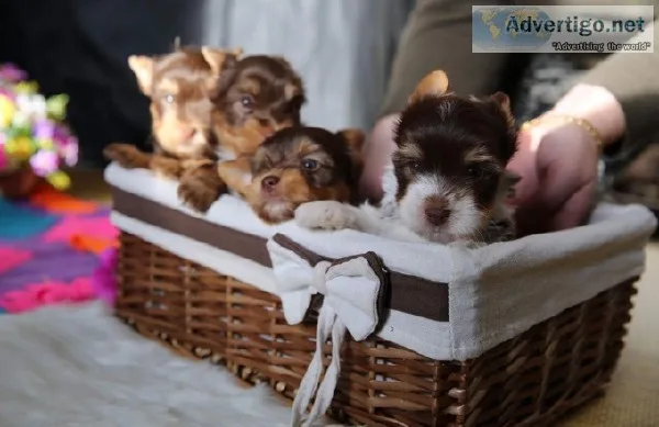 Chocolate Yorkshire Terrier
