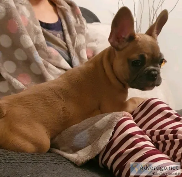Beautiful lovinng French bulldog for new homes