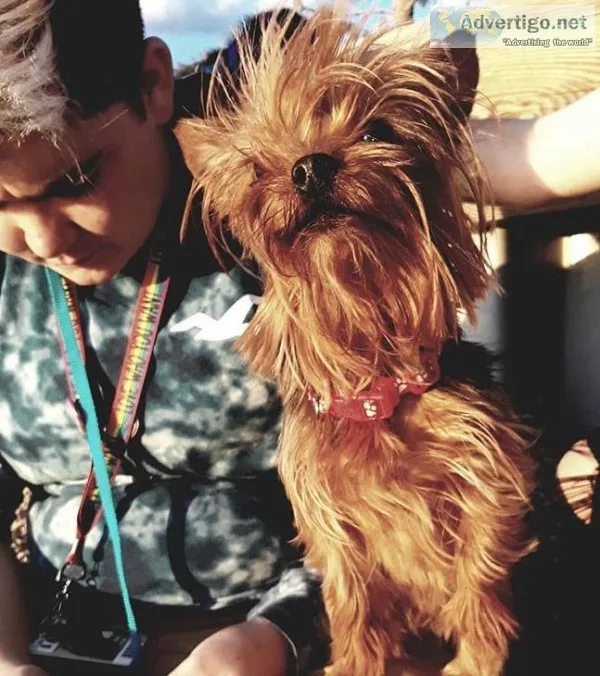 Stolen Dog