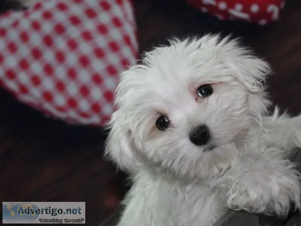 Maltese Puppies
