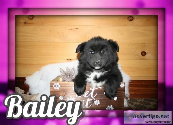 Bailey Female Pomsky