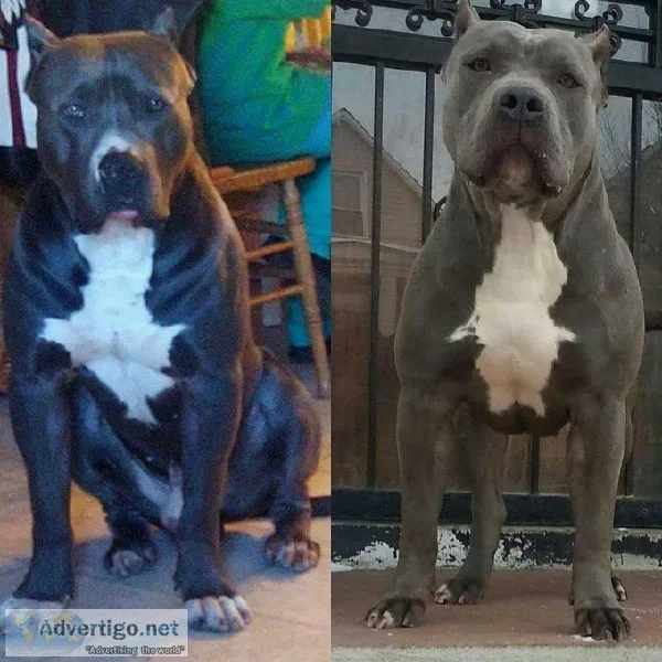 Pitbull Puppies