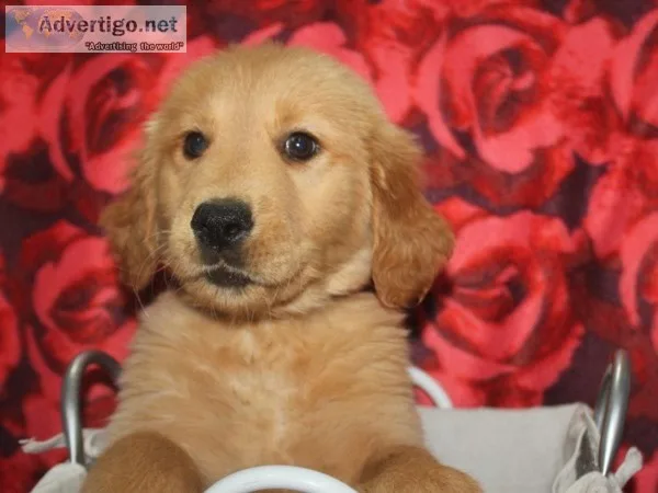 AKC Golden Retrievers