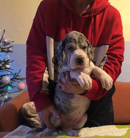 Great dane pups