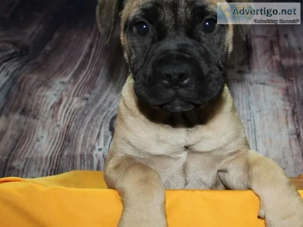 AKC Bull Mastiff Puppies