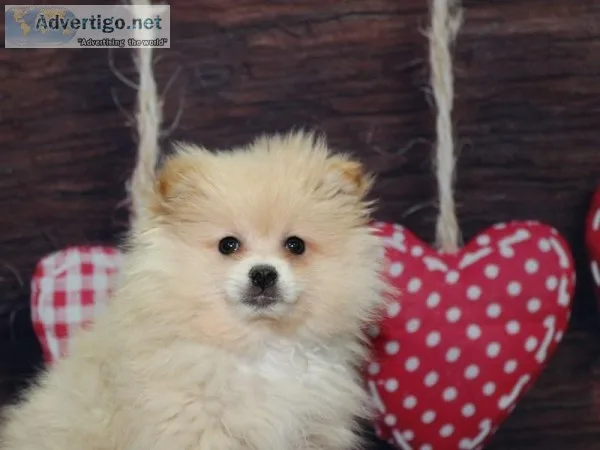 Pomeranian Puppies