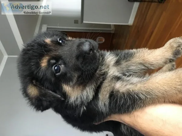 AKC Champion line GERMAN SHEPHERDS