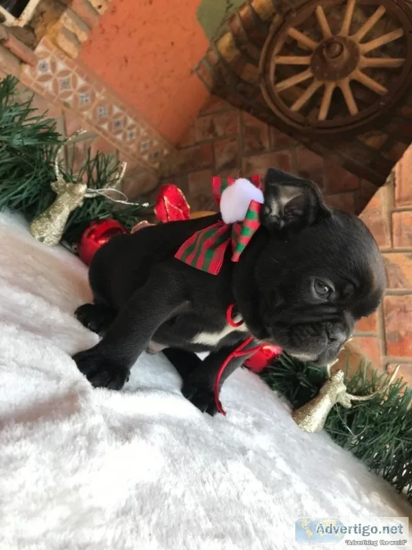 Frenchies puppies
