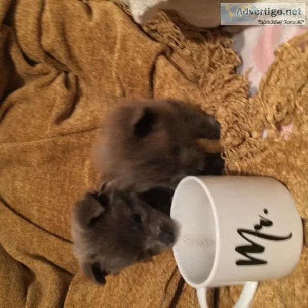 Micro Teacup Puppies