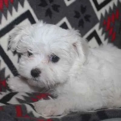 Maltese Puppies