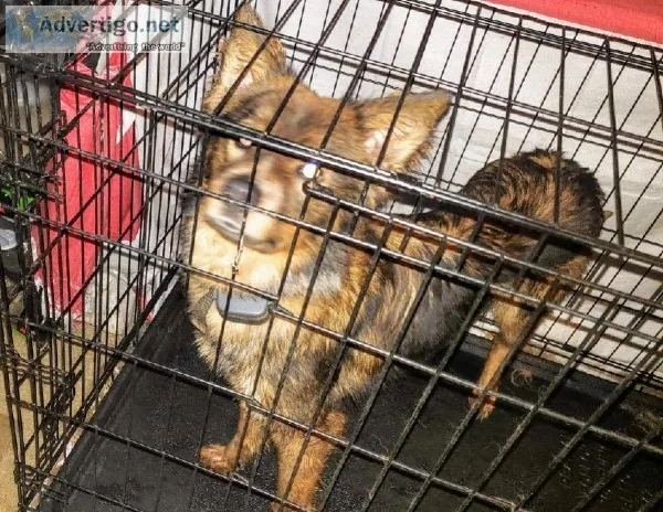 Free German Shepherd