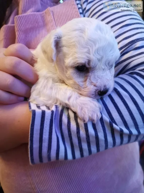 Maltese girl puppy for Sale