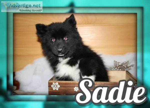Sadie Female Pomsky
