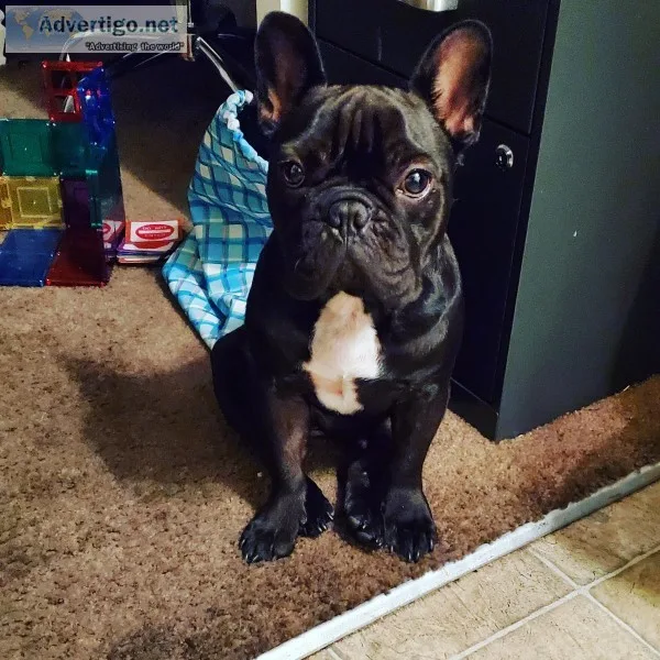 French Bulldog