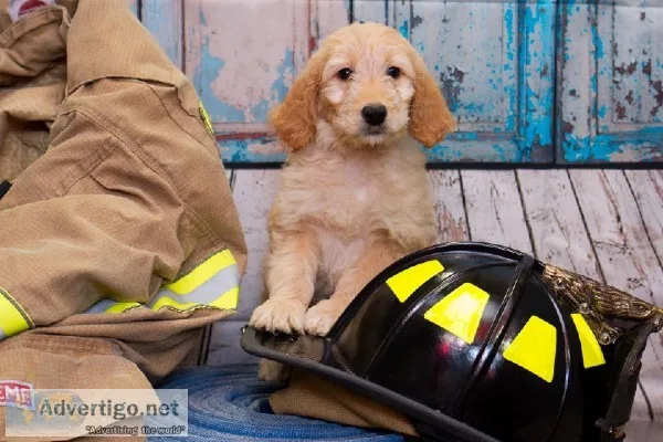 Goldendoodles