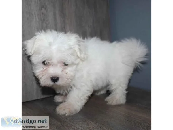 Maltese Puppies