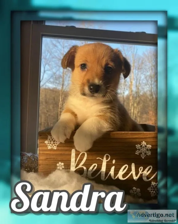 Sandra Female ACA Pembroke Welsh Corgi