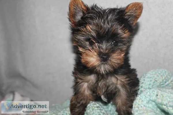 Yorkie Puppies