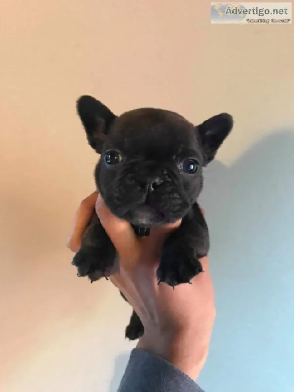 Frenchies