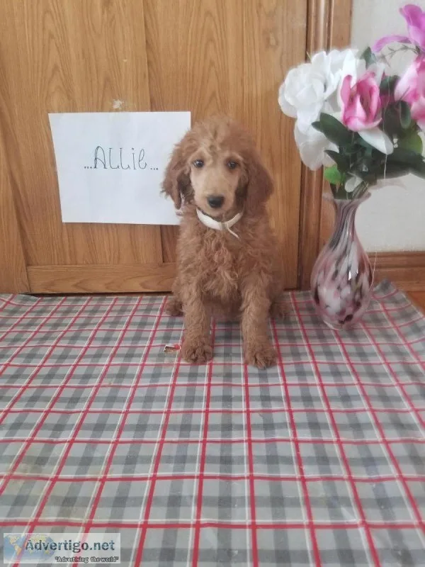 Akc standardpoodle