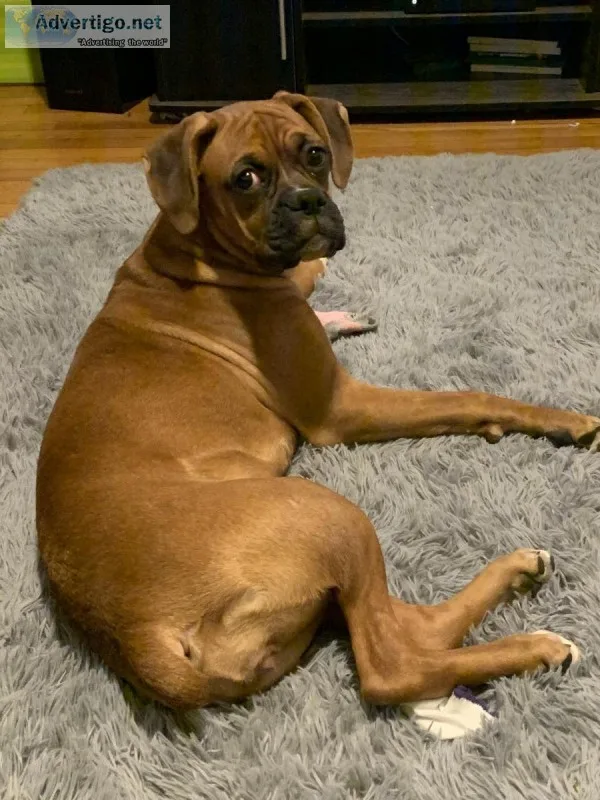 6.5 month old boxer