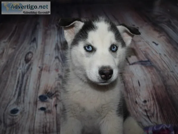 Husky Puppies