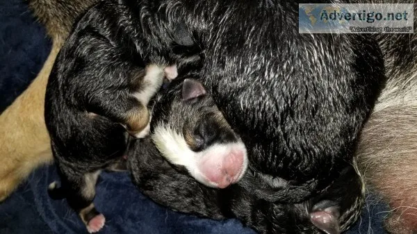 AKC german shepherd puppies. PANDA and BRINDLES
