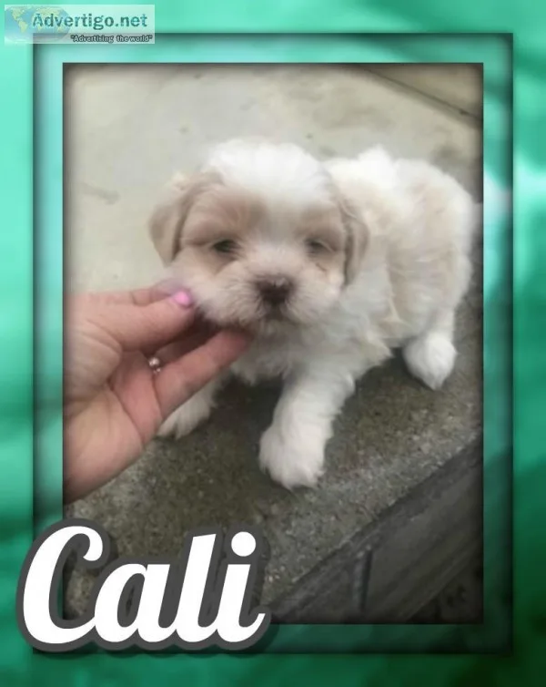 Cali Female Shihtzu