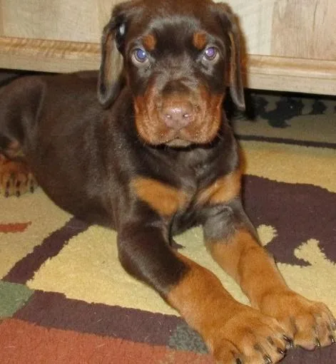 Doberman Pinscher puppies gorgeous outgoing socialized and vacci