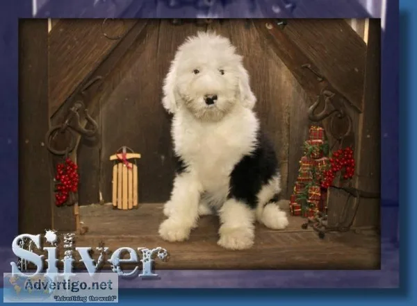 Silver Male Sheepadoodle