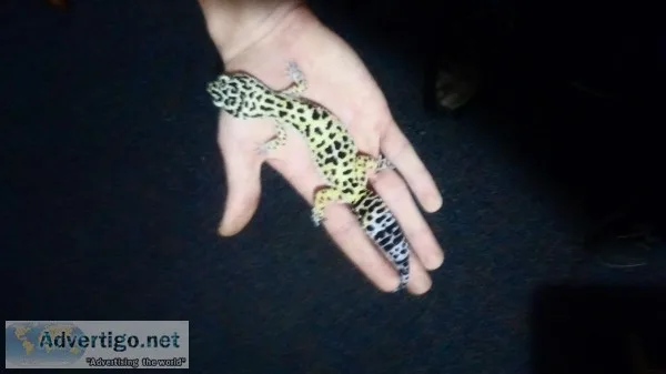 Leapord gekko