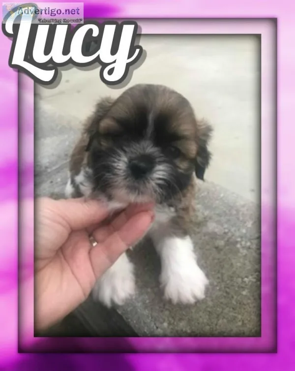 Lucy Female Shihtzu
