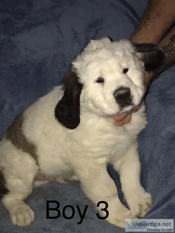 St. Bernard Puppies