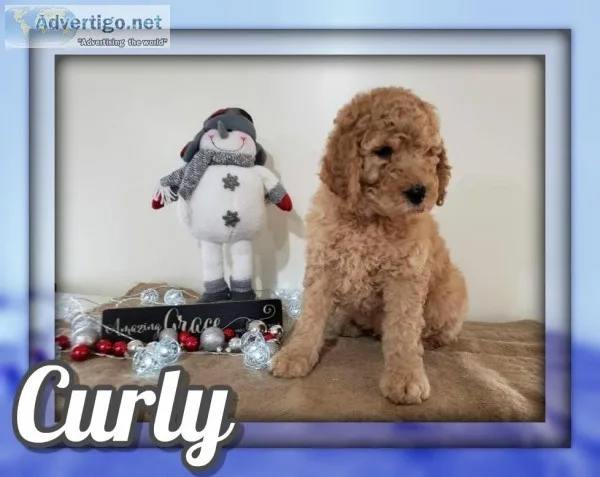 Curly Male Standard Poodle