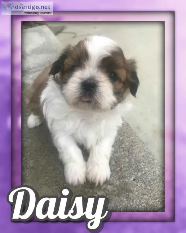 Daisy Female Shihtzu