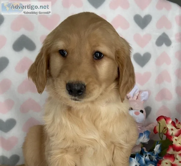 Beautiful AKC Golden Retriever Puppies