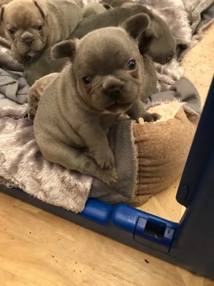Beautiful akc reg french bulldogs