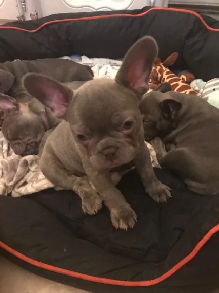 Beautiful akc reg french bulldogs