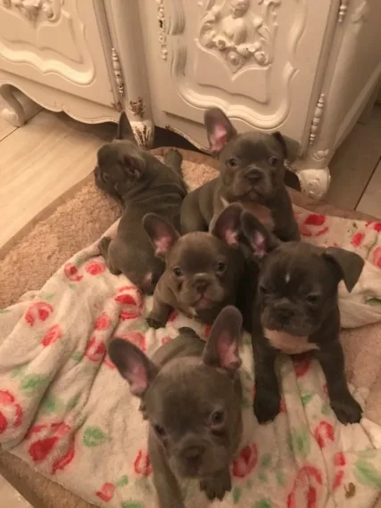 Beautiful akc reg french bulldogs