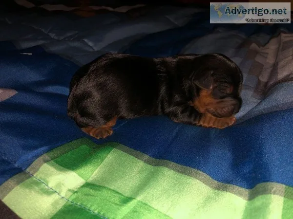 Yorkshire Terrier