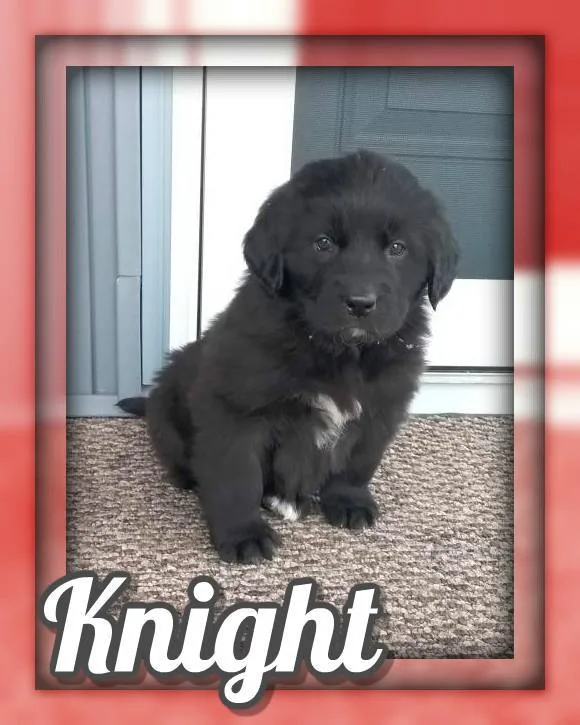Knight Female Newfoundland Mix